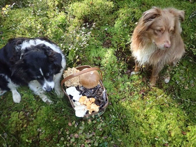 Wilma och Basse efter en lyckad runda i skogen. Korgen innehåller, kantareller, svart trumpetsvamp, fårticka, karl johan och blomkålssvamp